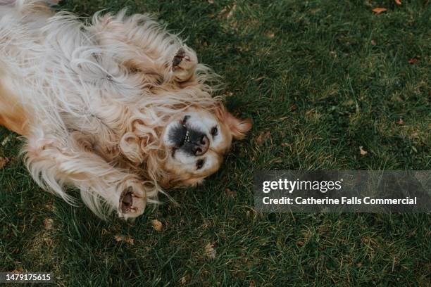 a long-haired golden retriever lies on his back on grass - cane foto e immagini stock