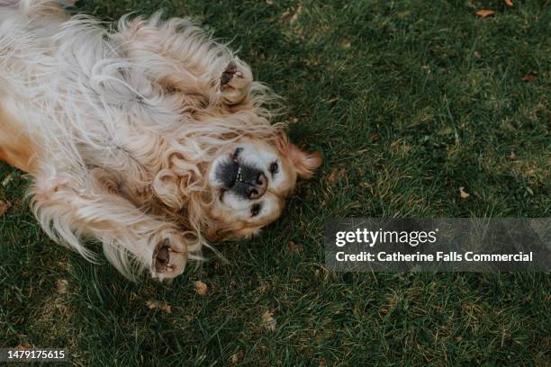 a long-haired golden retriever lies on his back on grass - dogs ストックフォトと画像