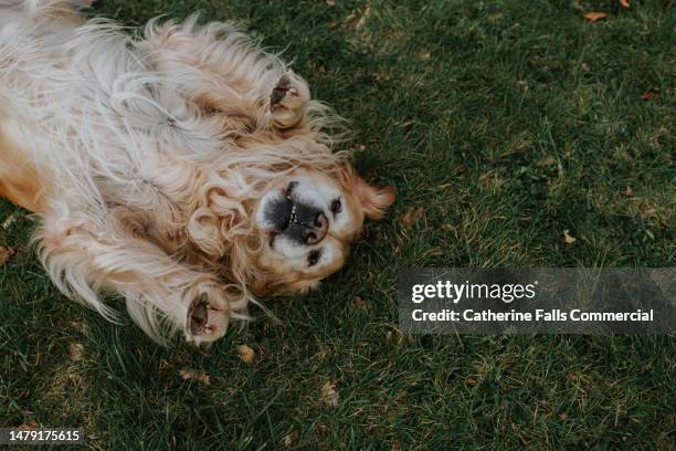 a long-haired golden retriever lies on his back on grass - golden retriever bildbanksfoton och bilder