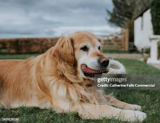 comical image of a golden retriever holding a slipper in his mouth - demons stock pictures, royalty-free photos & images