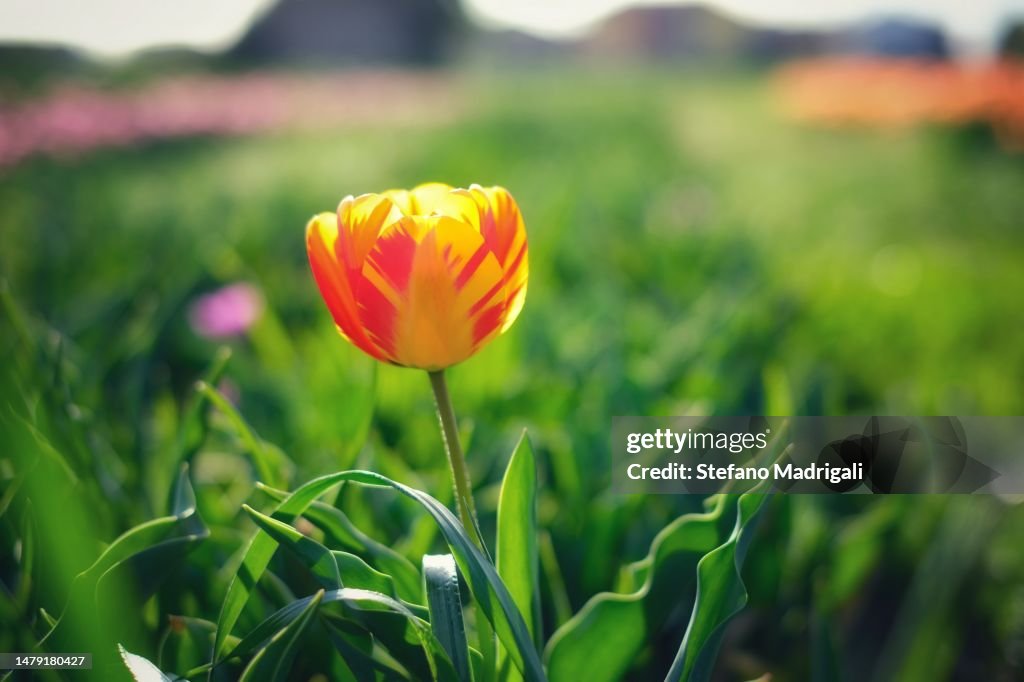 Yellow striped tulip, field of tulips