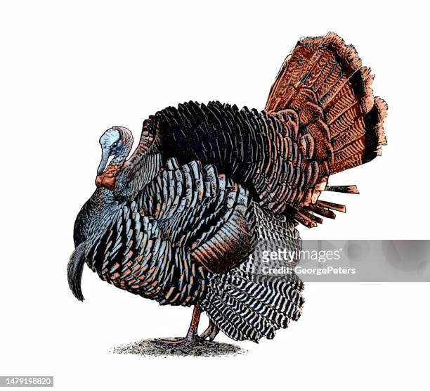 wild turkey strutting - turkey hunting stock illustrations
