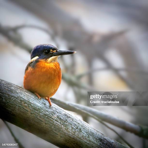 martin pescatore azzurro (alcedo azurea) - uccello acquatico foto e immagini stock