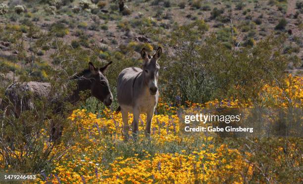 burros seen in a meadow of wildflowers - oatman arizona stock pictures, royalty-free photos & images