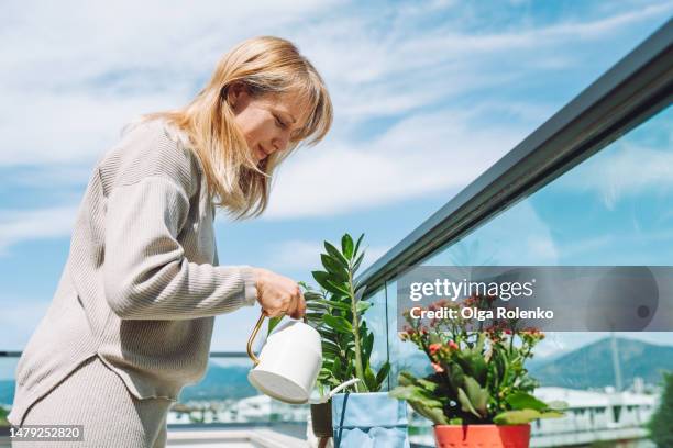 taking care of flowers and plants in a rooftop garden, idyllic place for flowers. female spraying pink kalanchoe in the pot - watering succulent stock pictures, royalty-free photos & images