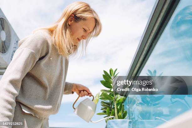 watering and spraying houseplants. smiling blond woman watering zamioculcas zamiifolia in the pot at her balcony - watering succulent stock pictures, royalty-free photos & images