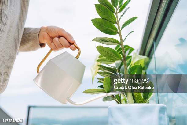hand carrying watering can, pouring water on potted zanzibar gem, zamioculcas zamiifolia and flowers at her balcony - watering succulent stock pictures, royalty-free photos & images