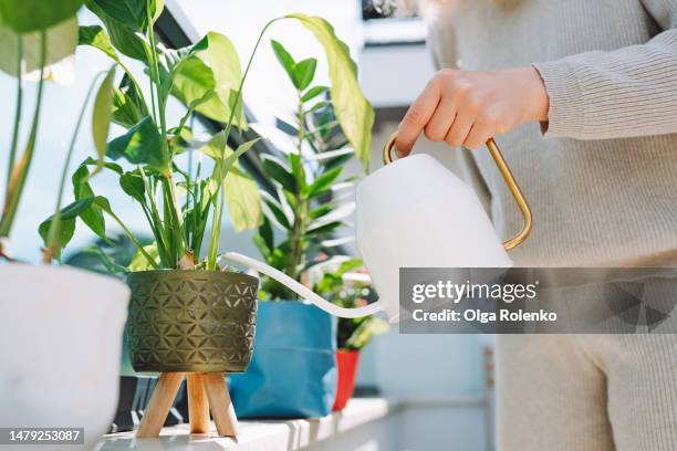 rooftop garden. cropped female hands carrying watering can give some water and spray medicine fertilizer to potted plants at the balcony - peace lily 個照片及圖片檔