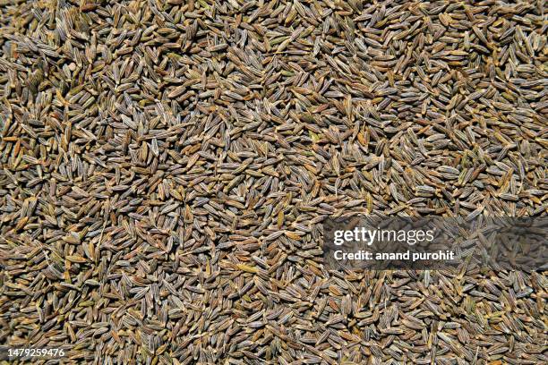 cumin seeds - cumin stock-fotos und bilder