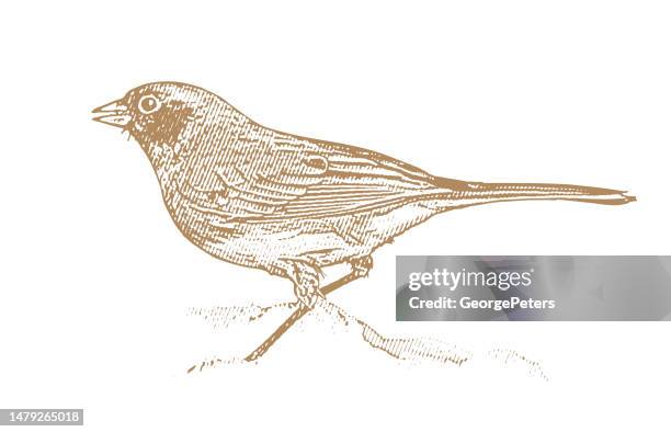 dark-eyed junco - blackbird stock illustrations