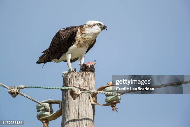 osprey eating fish - beak stock pictures, royalty-free photos & images