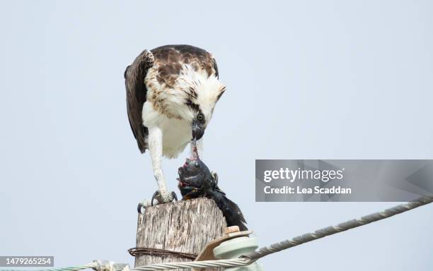 osprey eating fish - beak stock pictures, royalty-free photos & images