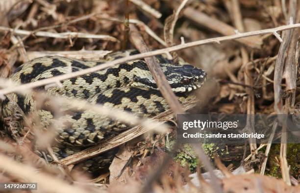 a beautiful adder, vipera berus,  just out of hibernation warming itself amongst the bracken in spring in a woodland clearing. - herpetology stock pictures, royalty-free photos & images