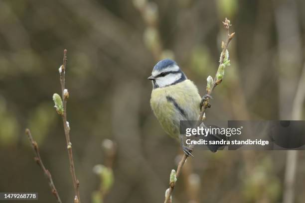 a blue tit, cyanistes caeruleus, perched on a branch of a pussy willow tree in springtime. - willow stock pictures, royalty-free photos & images