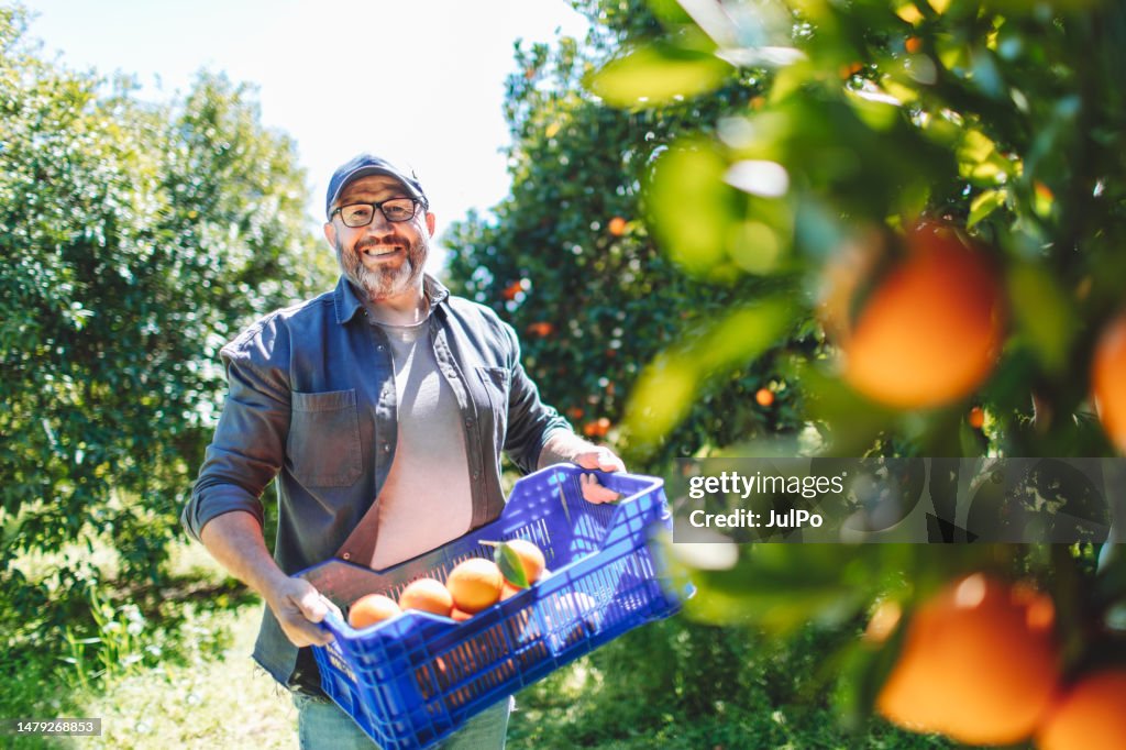 オレンジ園でオレンジの収穫を拾う成熟した成人男性農家