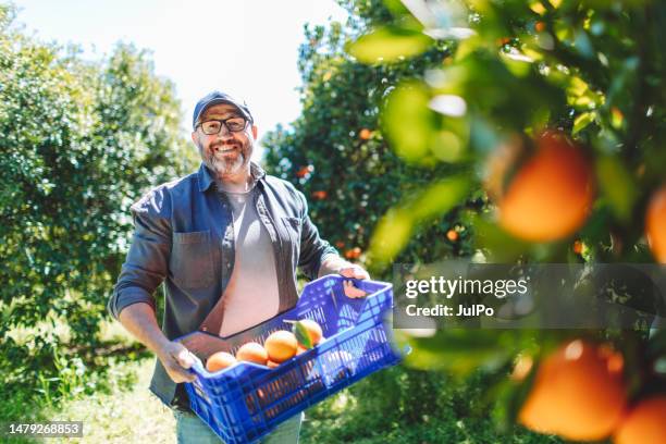 one mature adult male farmer at orange garden picking up orange crop - harvest basket stock pictures, royalty-free photos & images