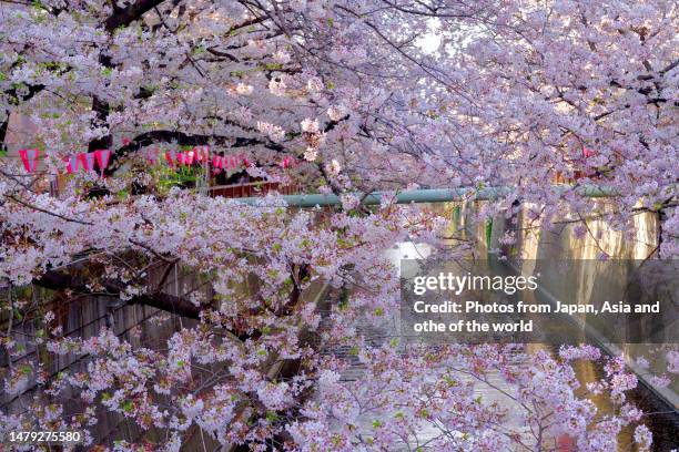 cherry blossom viewing along meguro river, tokyo - hanami stockfoto's en -beelden