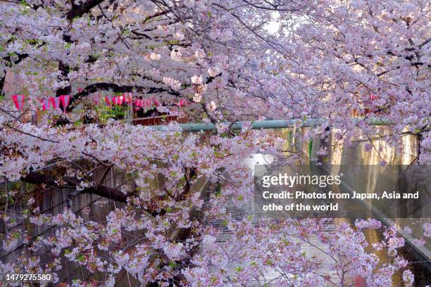 cherry blossom viewing along meguro river, tokyo - hanami bildbanksfoton och bilder