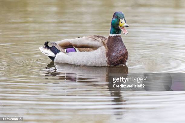 mallard duck calling out - ente stock-fotos und bilder