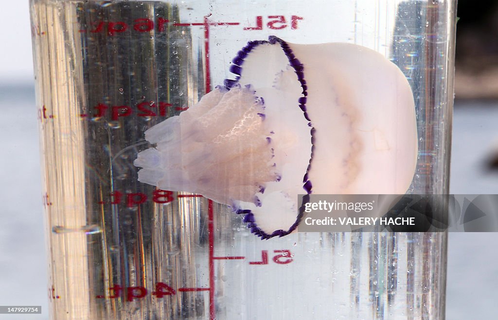 A barrel jellyfish (Rhizostoma pulmo) is