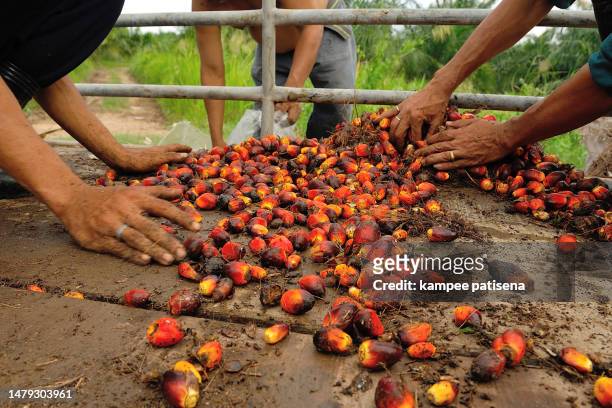 fresh palm oil fruit from truck. - oil palm imagens e fotografias de stock