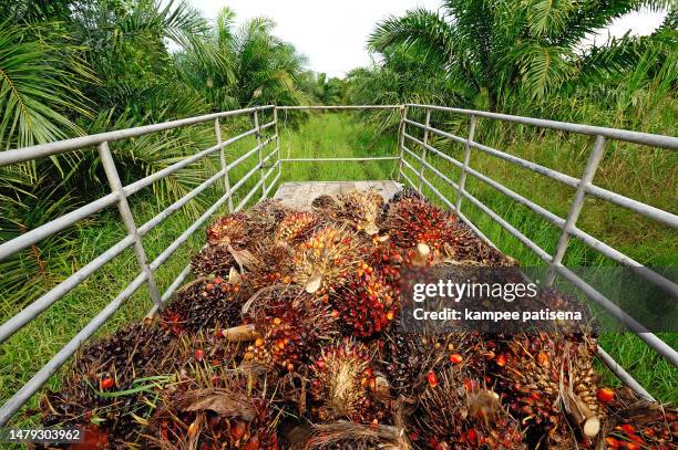 fresh palm oil fruit from truck. - middle east oil stock pictures, royalty-free photos & images