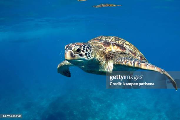 green turtle at sea surface, similan, thailand - similan islands stock pictures, royalty-free photos & images