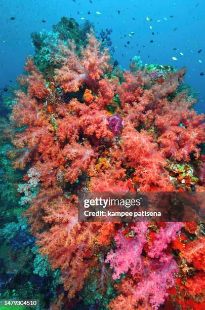 colorful soft coral in blue water, similan island thailand - corals stock pictures, royalty-free photos & images