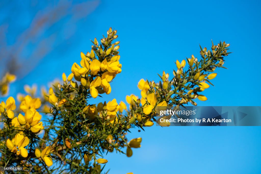 Wild Gorse (Ulex europaeus) flowering in early spring