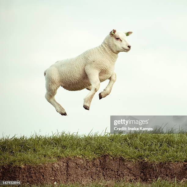 jumping lamb - oveja mamífero ungulado fotografías e imágenes de stock