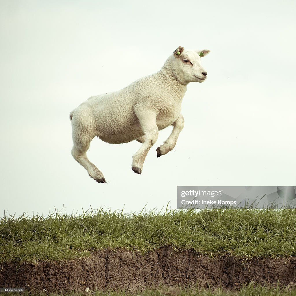 Jumping lamb