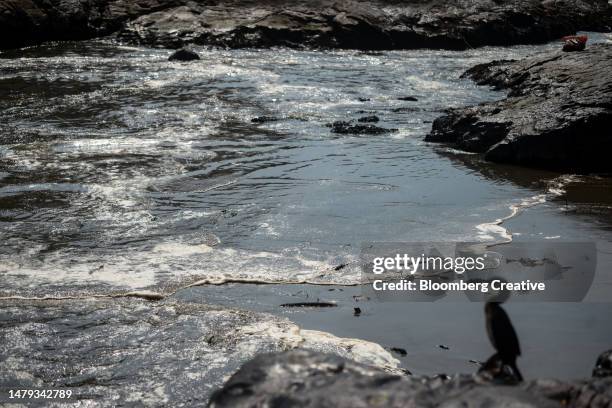 oil pollution on a beach - oil spill sea stock pictures, royalty-free photos & images