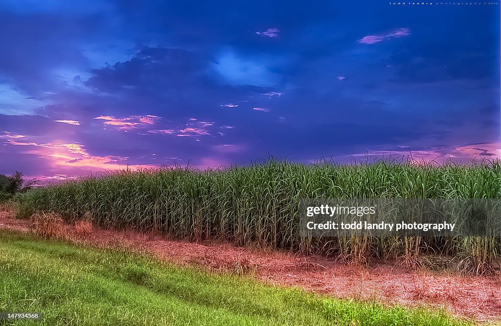 Sugar cane fields
