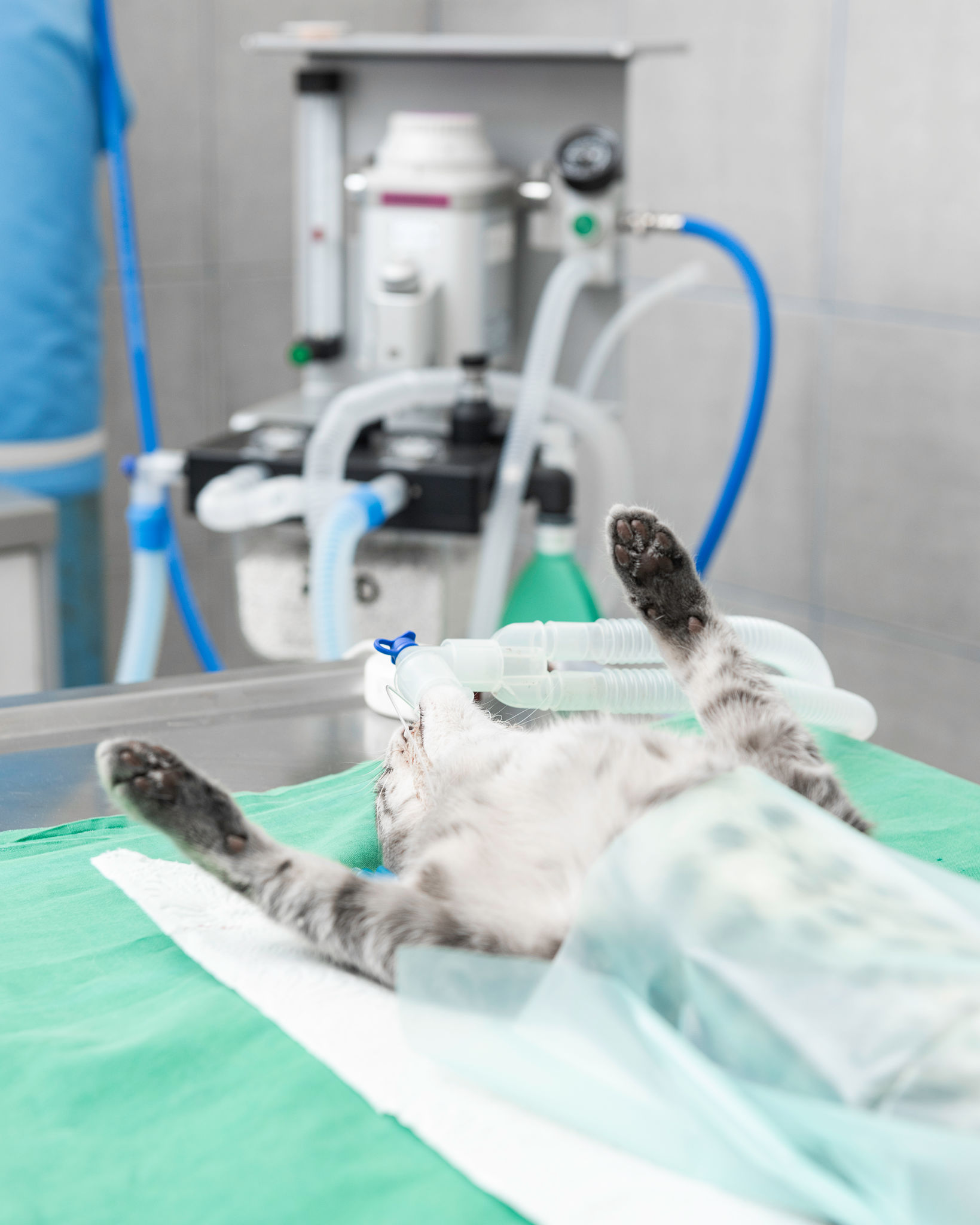 sewing pet clothes