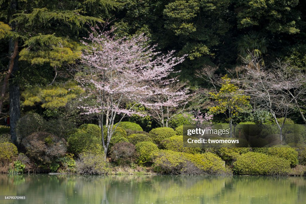 One blooming cherry blossom tree in garden.