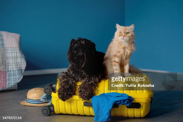 cute pets and suitcase indoors. pet friendly hotel - chat et chien photos et images de collection