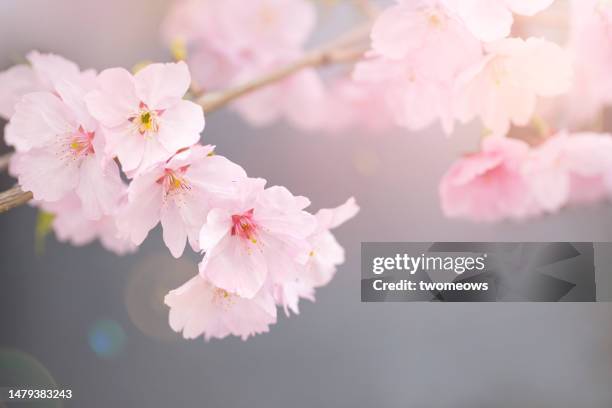 ethereal mood close up of pink cherry blossom with sunbeam effects. - cherry tree stock pictures, royalty-free photos & images