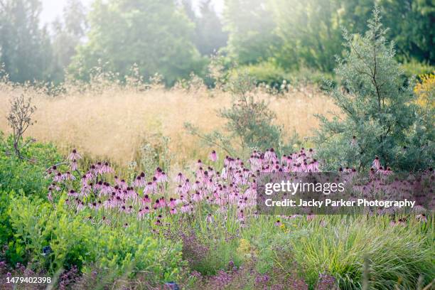 echinacea pallida, the pale purple coneflower , rudbeckia pallida, brouneria pallida purple flowers in summer sunshine - sonnenhut pflanzengattung stock-fotos und bilder