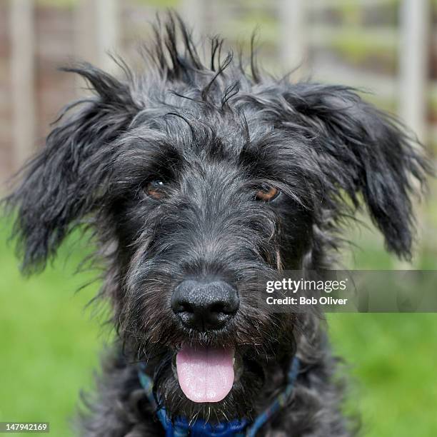 portrait dog - yorkshire shepherdess amanda owen stock pictures, royalty-free photos & images