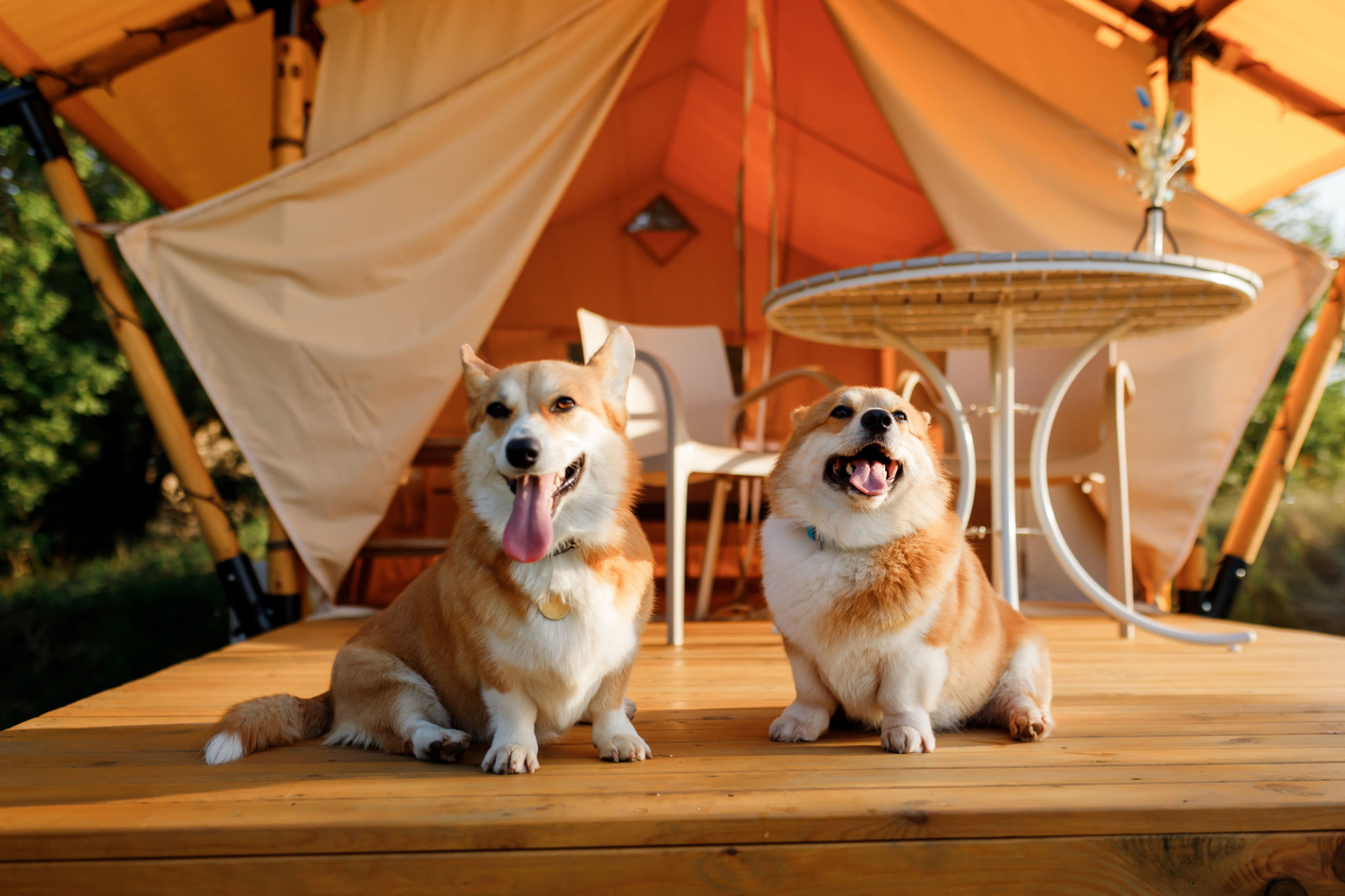 dog friendly glamping