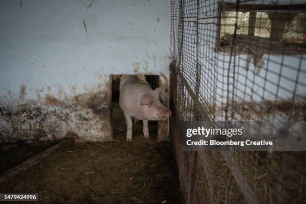 Dirty Pigsty Photos and Premium High Res Pictures - Getty Images