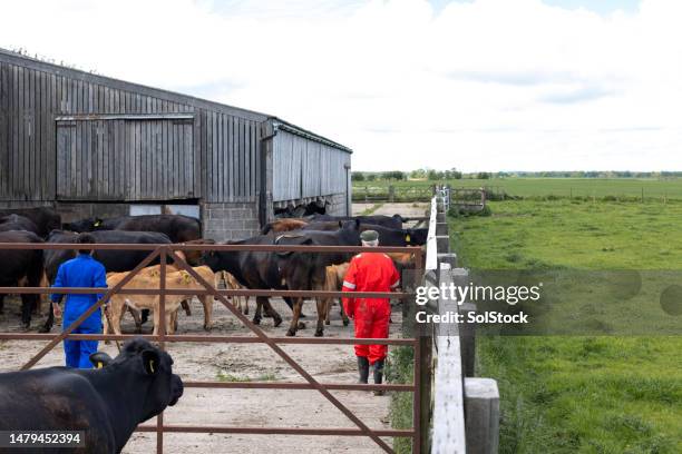 farmers herding cattle in the farm yard - limousin cows stock pictures, royalty-free photos & images