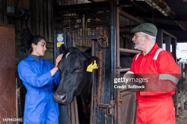 two farmers recording data from the cattle - animal welfare stock pictures, royalty-free photos & images