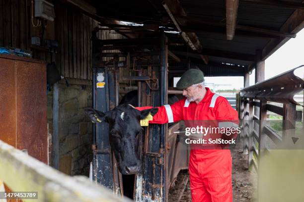 recording data from the livestock - animal welfare stock pictures, royalty-free photos & images
