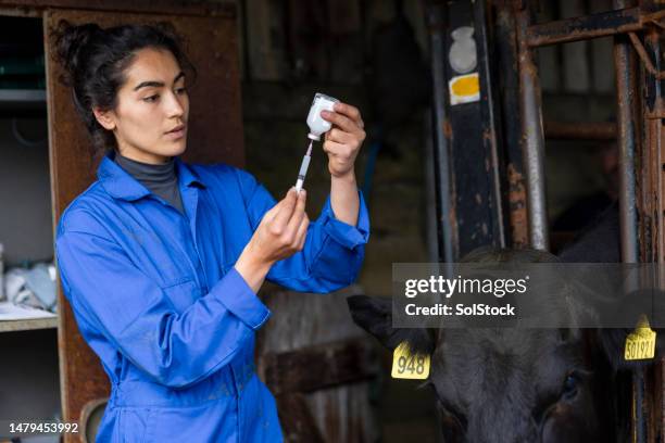 aprendendo a cuidar do gado - mamífero ungulado - fotografias e filmes do acervo