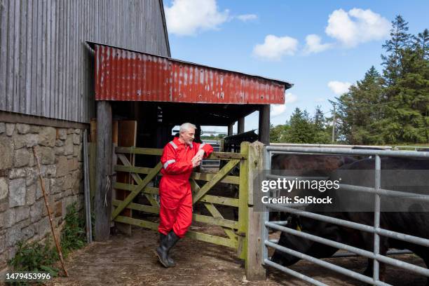 farmer with his cattle on the farm yard - limousin cows stock pictures, royalty-free photos & images