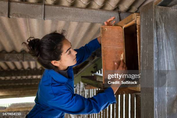 konzentration auf die anstehende aufgabe - vogelhaus stock-fotos und bilder