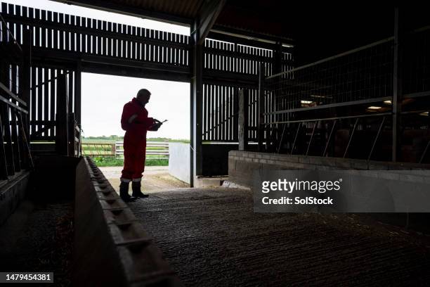 farmer recording notes in the barn - beton sol stockfoto's en -beelden