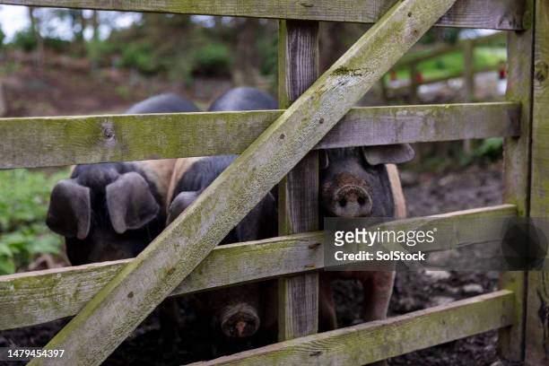pigs peeking through a gate - hog farm stock pictures, royalty-free photos & images