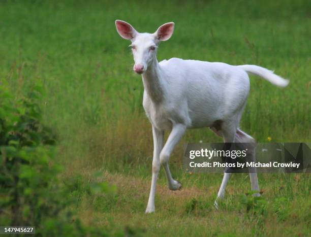 on the run - albino animals ストックフォトと画像